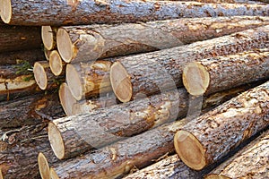 Pile of raw wood