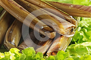 Pile of razor clams