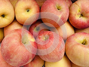 A pile of red apples in autumn