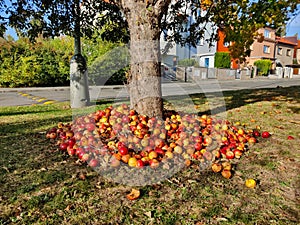 Pile of red apples being stocked around the apple tree with asphalt road and row houses in the background