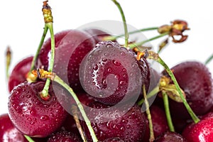 Pile of red cherries on a stem with water drops