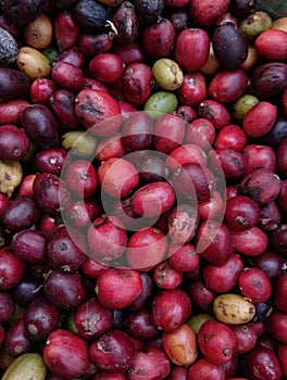 pile of red coffee beans in a container, after harvesting
