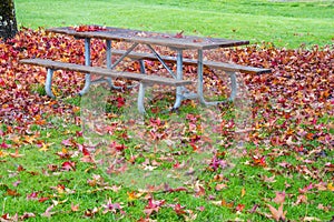 Pile of Red and Gold Autumn Maple Leaves on and around Picnic Table