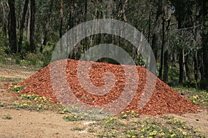 Pile of Red Gum Wood-chipped Mulch with Bush Land in Background photo