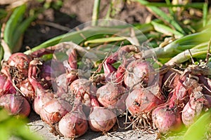 A pile of red onions dries in the sun