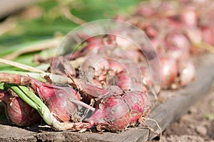 A pile of red onions dries in the sun