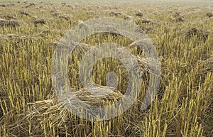 Pile of rice straw stacks in the field waiting for collect and processing for rice grain