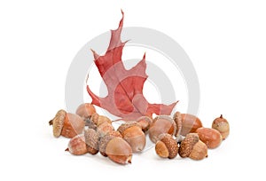 Acorns and red oak leaf on a white background