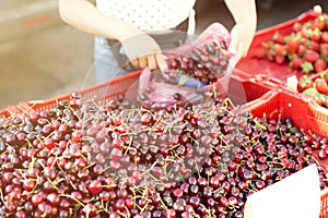 Pile of ripe cherries. Fruits and vegetables at a farmers market