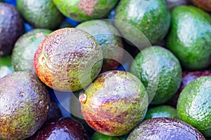 A pile of ripe fresh whole organic avocados fruit in bulk ready to sell