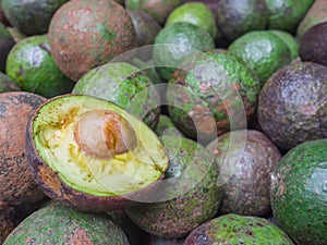 A pile of ripe fresh whole organic avocados fruit in bulk ready to sell