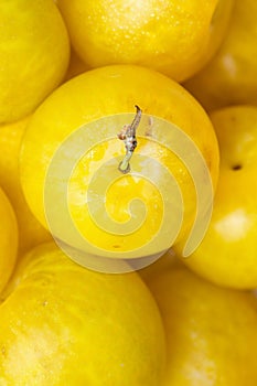 Pile of ripe juicy organic yellow plums at farmers market. Autumn fall produce. Vivid colors. Monochrome food poster banner