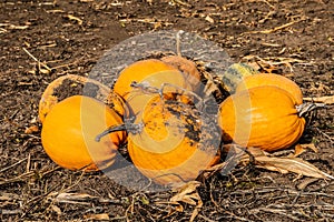 Pile of ripe orange pumpkins on ground in field