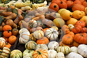 Pile of ripe squashes