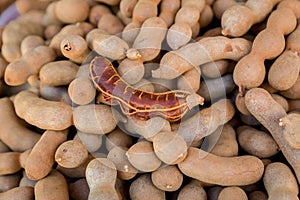 Pile of ripe Tamarind fruits.Sweet ripe tamarinds. Tamarind fruit Background. A big pile of tamarinds use for background or wallpa