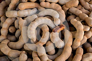 Pile of ripe Tamarind fruits.Sweet ripe tamarinds. Tamarind fruit Background. A big pile of tamarinds use for background or wallpa photo