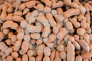 Pile of ripe Tamarind fruits.Sweet ripe tamarinds. Tamarind fruit Background. A big pile of tamarinds use for background or wallpa photo