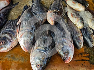 pile of rohu catla carp fish sale in indian fish market