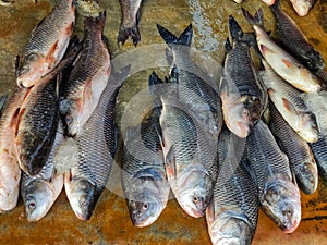 pile of rohu catla carp fish sale in indian fish market