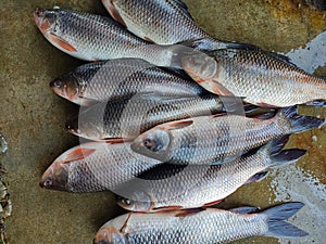 pile of rohu catla carp fish sale in indian fish market