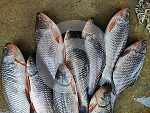 pile of rohu catla carp fish sale in indian fish market
