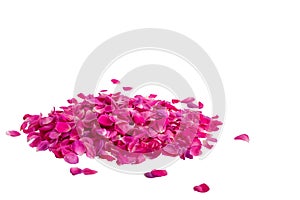 Pile of rose petals color pink isolated on white