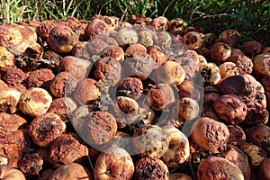 A pile of rotten missing apples lying on the ground in late autumn, natural fertilize