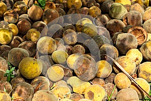 Pile of rotten and ripe rounded santol or cottonfruit in house garden