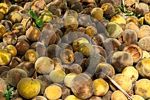 Pile of rotten and ripe santol or cottenfruit in house garden