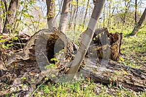 Rotten stump, Pile of rotten stumps in the woodland forest covered with golden sunlight in early springtime in nature