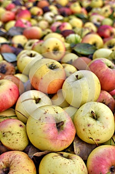 Pile of rotting apples in fruit ochard