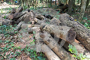 Pile of rubber wood log at Phatthalung