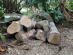 pile of rubber wood logs for wood products