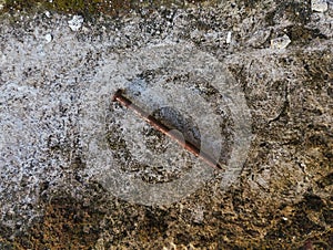 Pile of rusty nail with mossy background