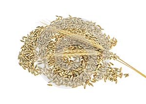 Pile of rye grains and two ears on white background