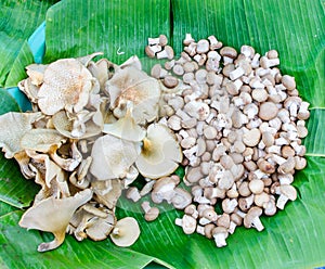 Pile of sajor-caju mushroom in wicker basket for sale in local market in thailand