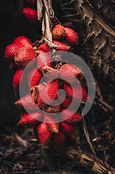 Pile of Salak & x28;Salacca zalacca& x29; also known as Snake Fruit