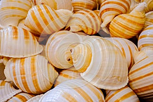 Pile of the same sea shells. closeup