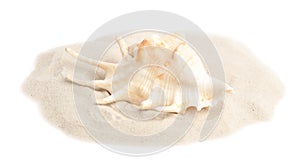 Pile of  sand with sea shell on white background