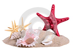 Pile of sand with seashells and starfish