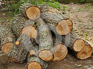 Pile of sawed firewood