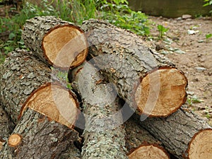 Pile sawed firewood