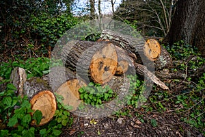 A pile of sawed logs in a wood with nettles and ivy