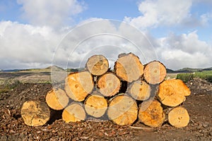 Pile of sawed pine wood