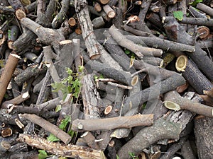 Pile of sawed trees background