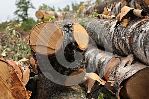 Pile sawed trees trunks of birch long stiff bark white black pile of logs base