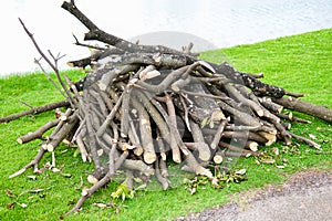 Pile of sawed wood and cut tree branches. Cross section birch tree trunks. Timber background.Log pile at a camp in the park