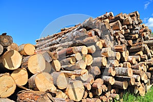 Pile of sawlogs sawmill