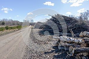 A pile of sawn birch wood with a pile of branches on the side of the road