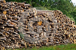 A pile of sawn logs at the edge of the forest